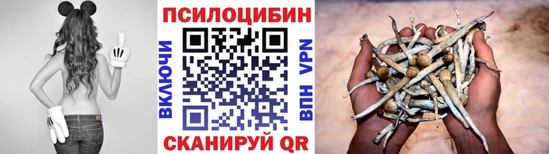 Купить  Ардон  Галлюциногенные грибы Psilocybe 
